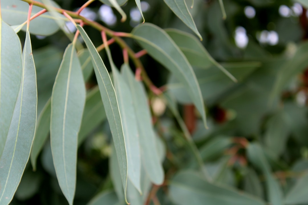 Plywood Core Species Guide: Acacia vs Eucalyptus vs Styrax