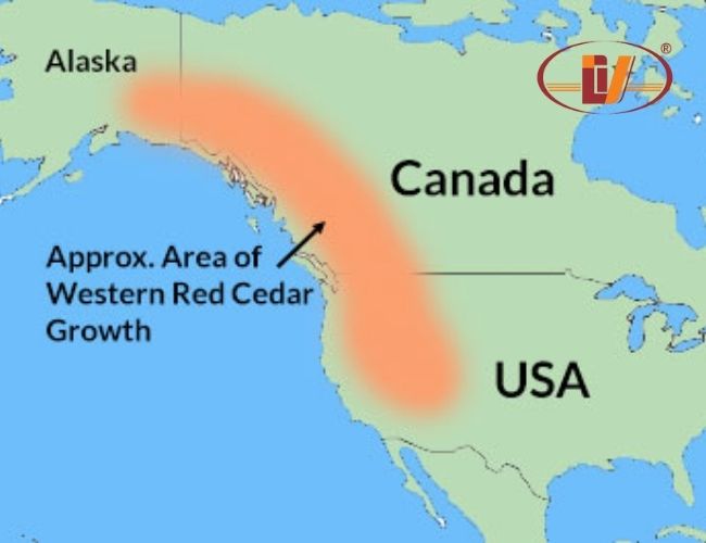 Where Does Cedar Wood Come From?