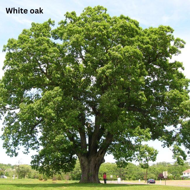 White oak