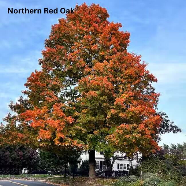 Northern Red Oak