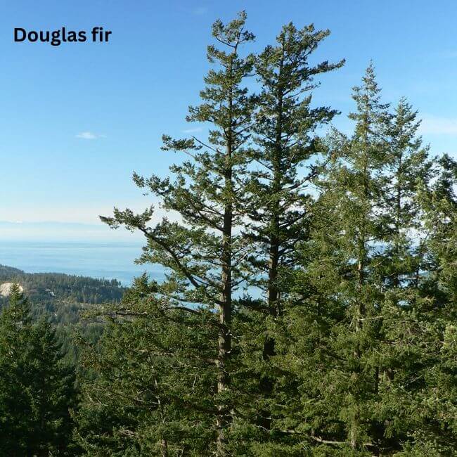 Douglas fir