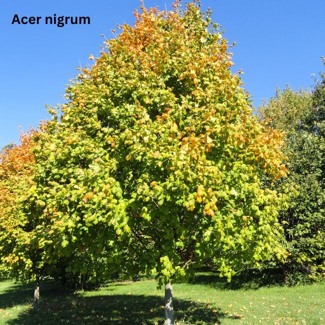 Acer nigrum