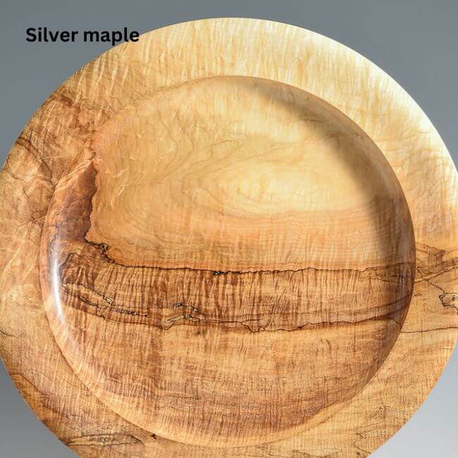 Silver maple