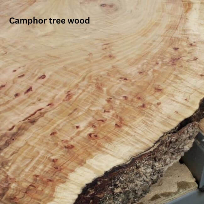 Camphor tree