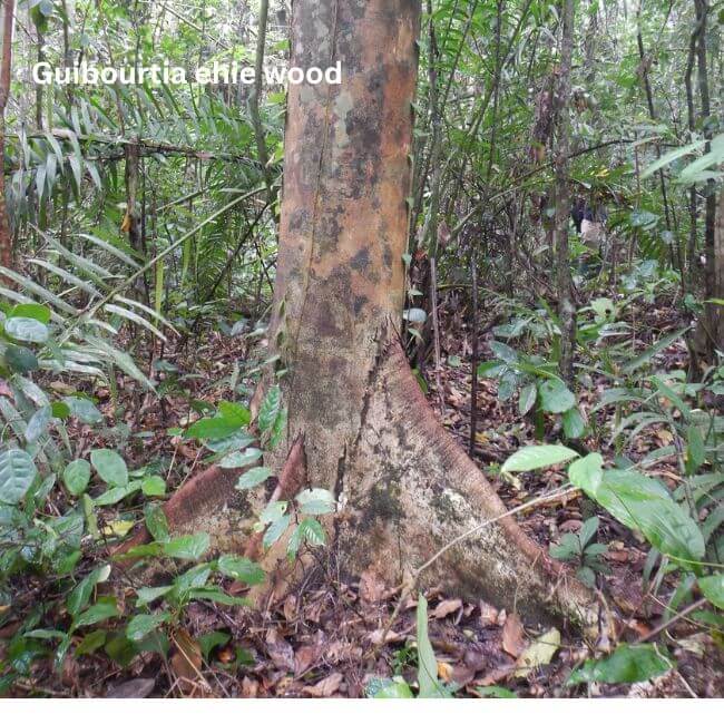 Guibourtia ehie