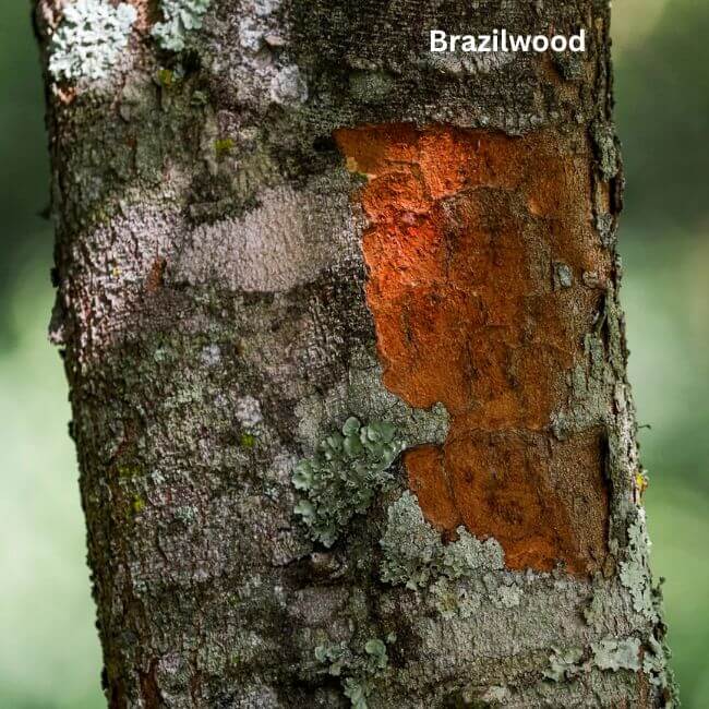 Brazilwood