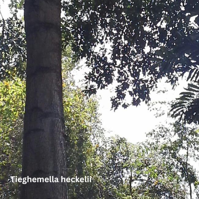 Tieghemella heckelii