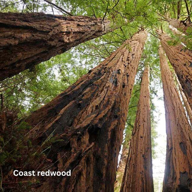 Coast redwood