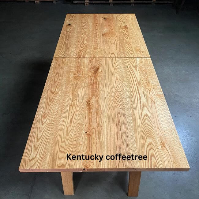 Kentucky coffeetree