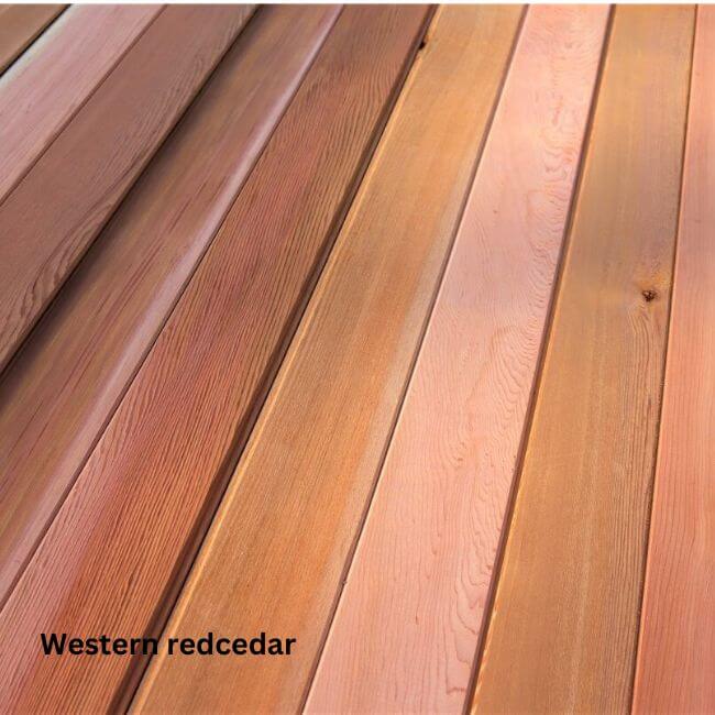 Western redcedar