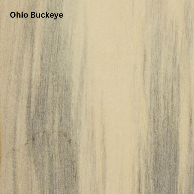 Ohio Buckeye