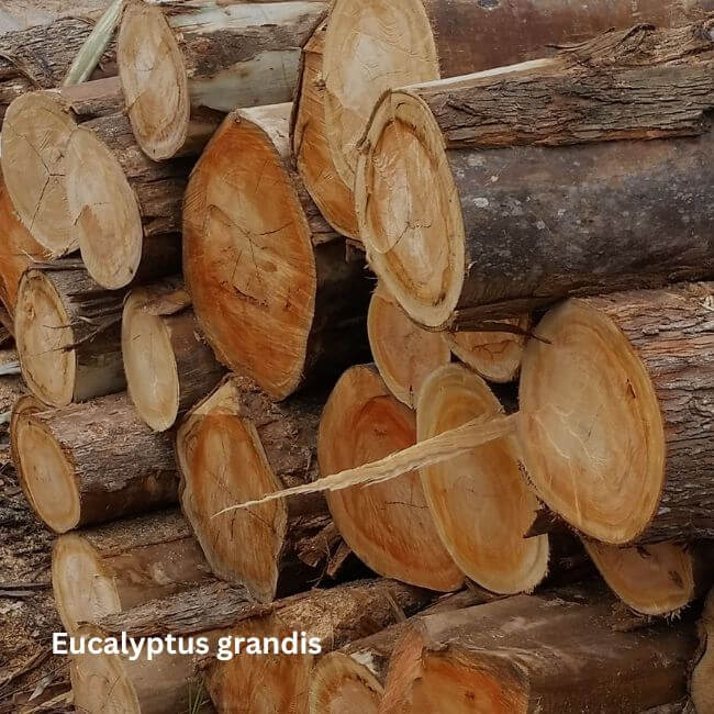 Eucalyptus grandis