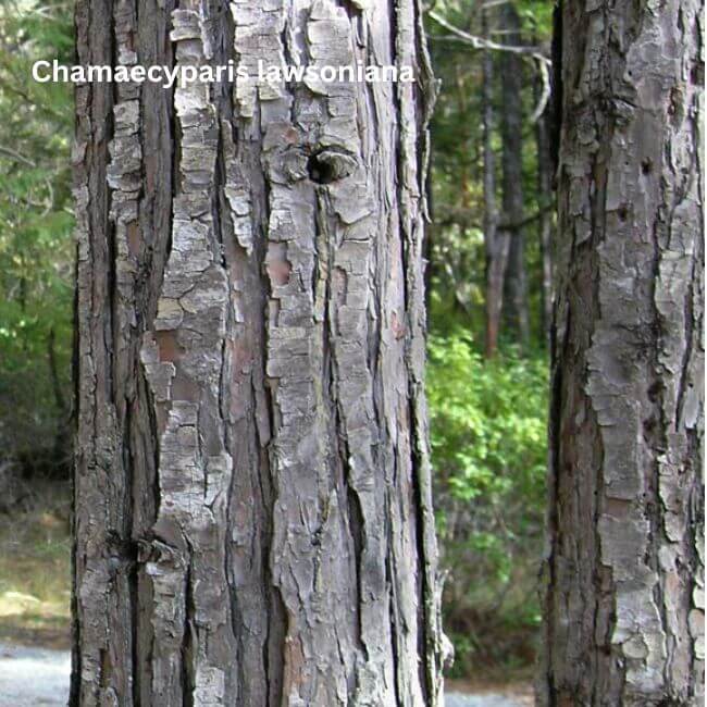 Chamaecyparis lawsoniana