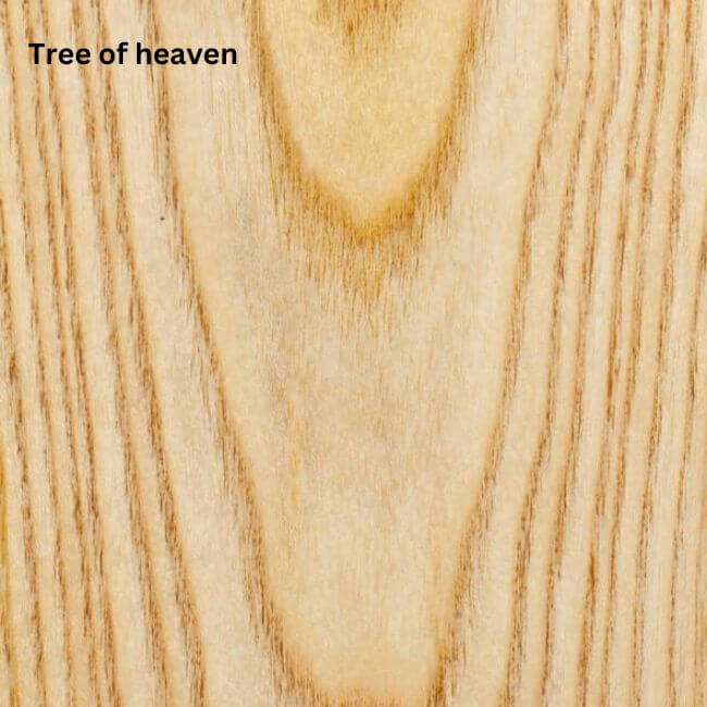 Tree of heaven