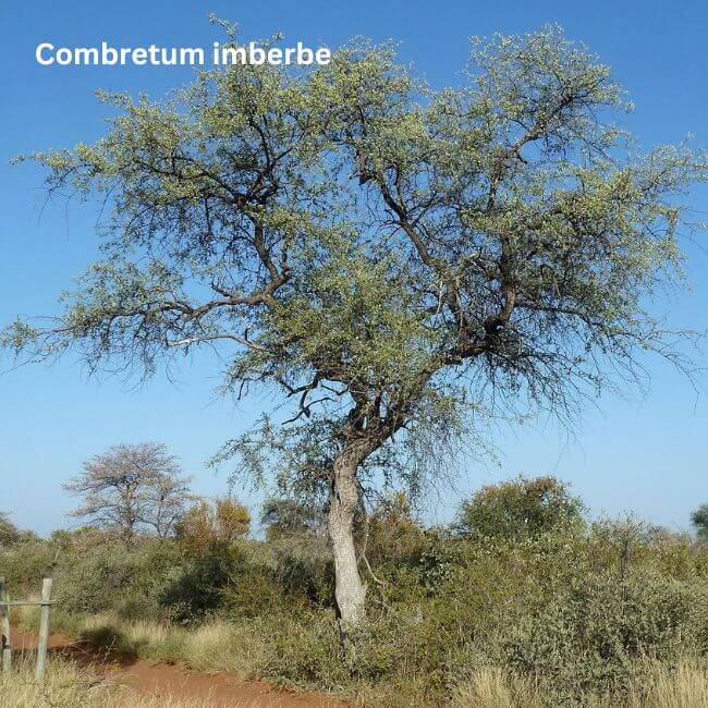 Combretum imberbe