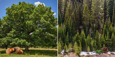 Hardwood vs softwood Use