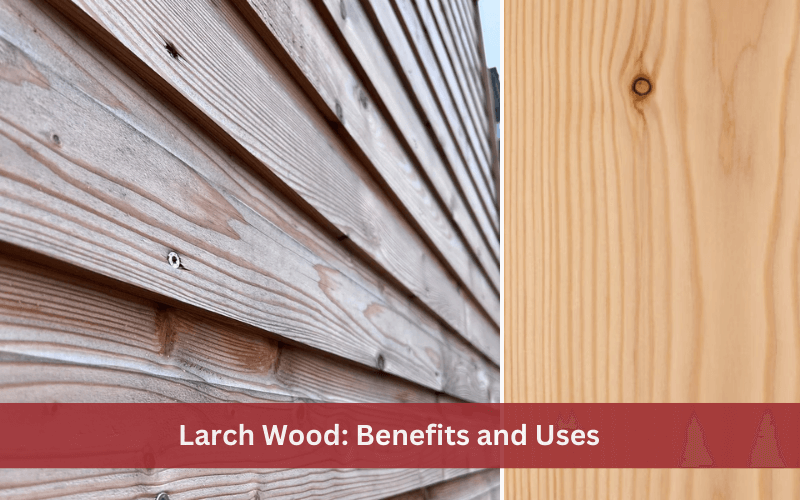 Larch Wood: Benefits and Uses for Outdoor and Indoor Projects