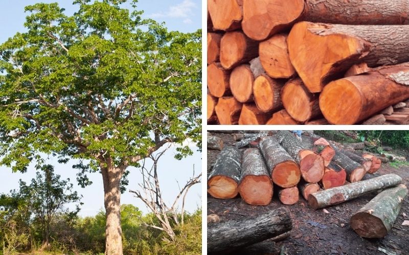 Is mahogany outdated?