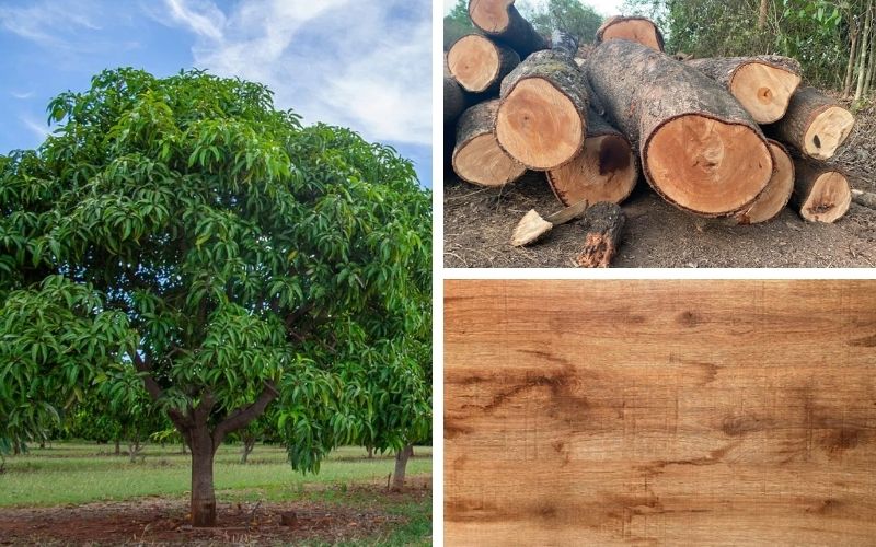 What is&nbsp;mango wood?