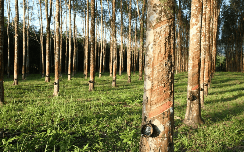 Rubberwood is a light-colored, medium-density tropical hardwood