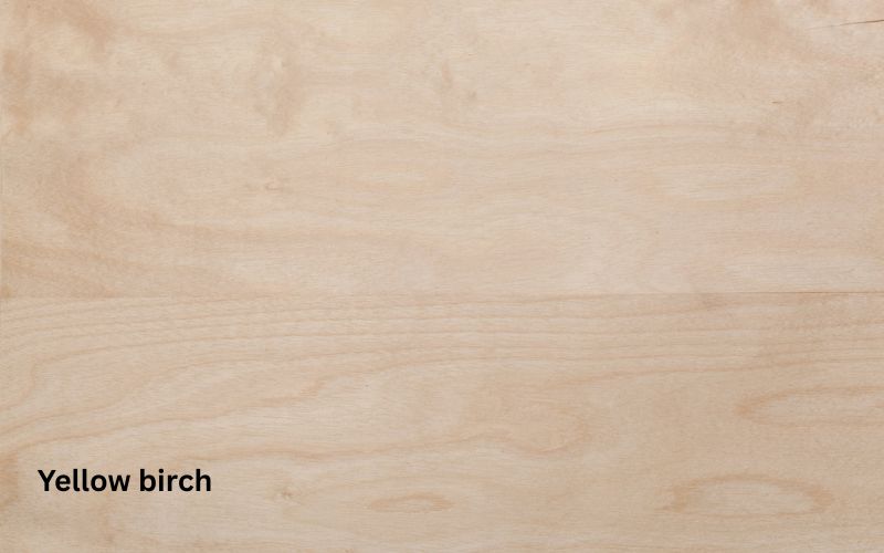 Yellow birch