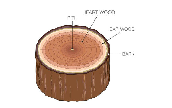 Types of teak wood based on Age and Tree Anatomy