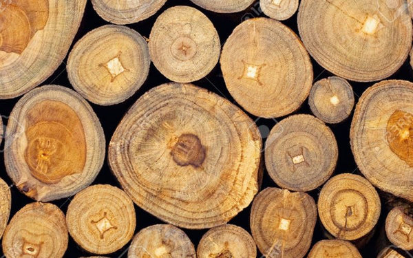 A Guide to Different Teak Species & Their Uses