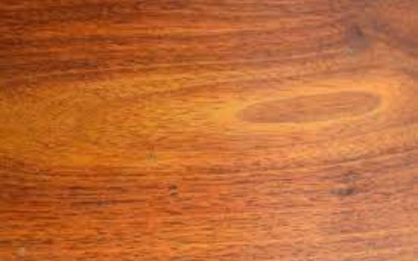 Understanding different teak species