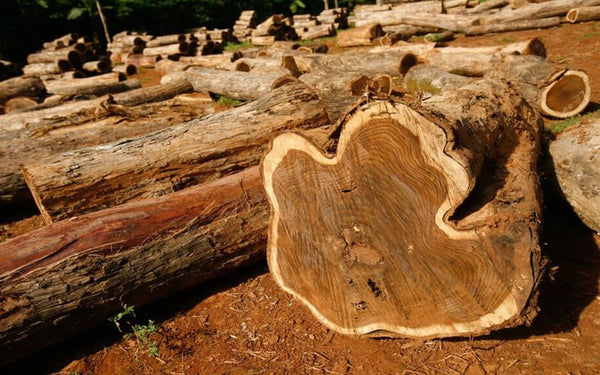 Teak (Tectona grandis) is a tropical hardwood